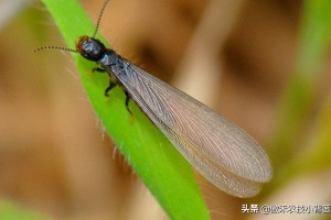 家里除蚂蚁最有效方法（家里如何除蚂蚁）