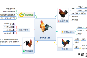 公鸡的英语怎么读（公鸡的英语怎么读dragon）